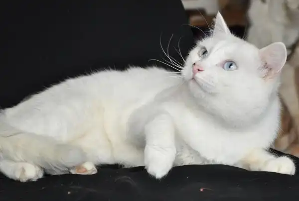 Отдам в добрые руки кота Айсберга