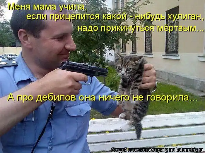 Лучшие котоматрицы недели