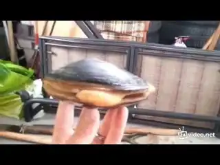 Язык моллюска