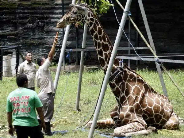 Зоопарк Сурабая, Индонезия. Ад для животных
