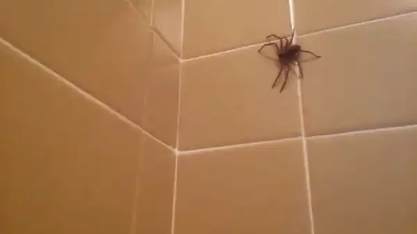 Решил убить паука во время принятия ванны