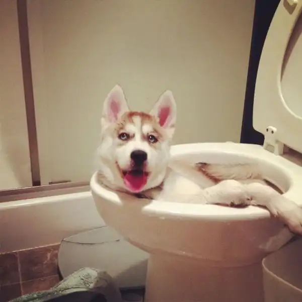Эти забавные животные