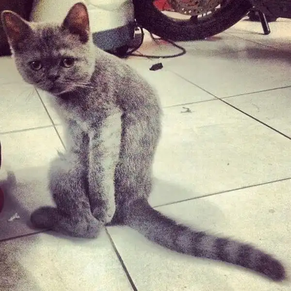 Эти забавные животные