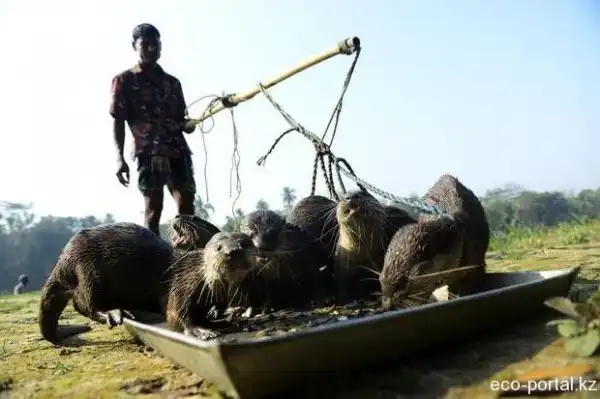 Выдры помогают рыбакам ловить рыбу