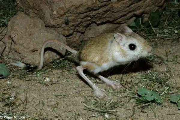Тушканчик