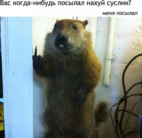 приколюхи разные