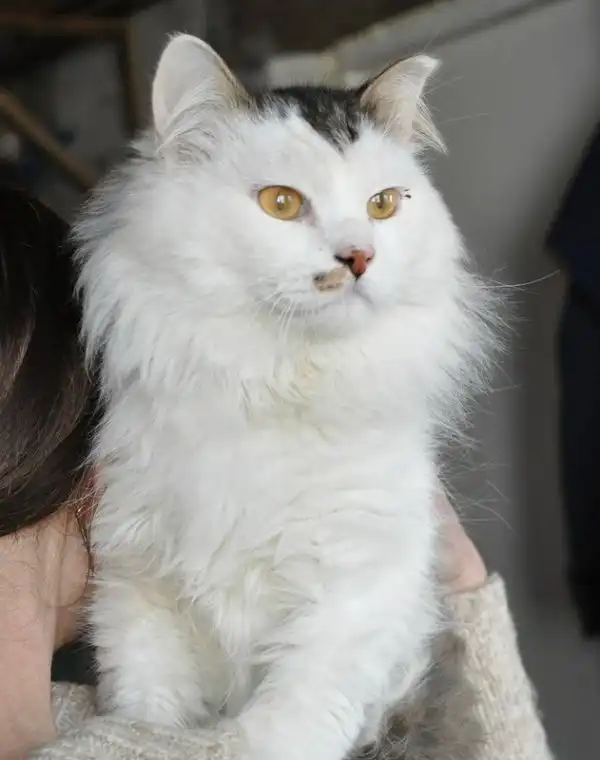 Отдам кота Киану