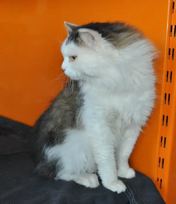Отдам кота Киану