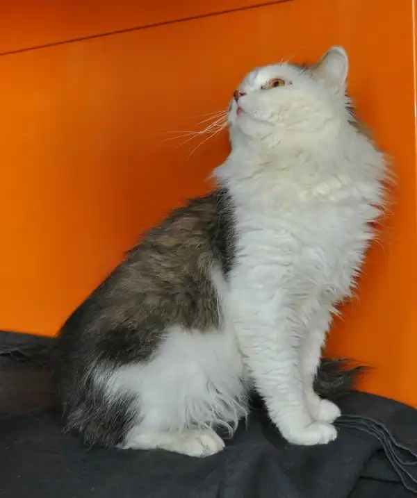 Отдам кота Киану