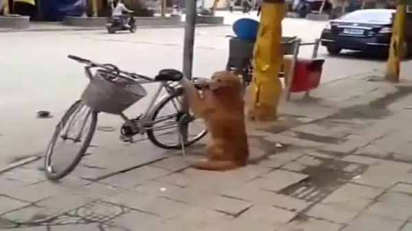 Воспитанный пес охраняет велосипед