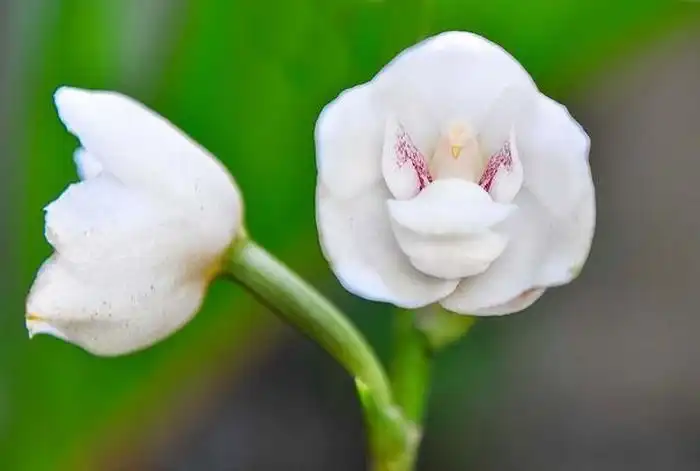 Необычные цветы, которые научились "притворяться"