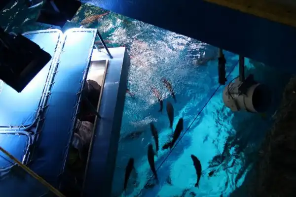 Дубайский аквариум (Aquarium of the Dubai mall)