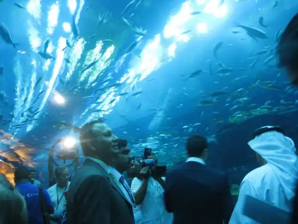 Дубайский аквариум (Aquarium of the Dubai mall)