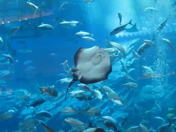 Дубайский аквариум (Aquarium of the Dubai mall)