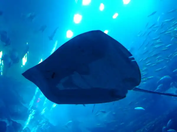 Дубайский аквариум (Aquarium of the Dubai mall)
