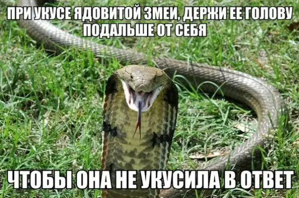 много-много разного юморного