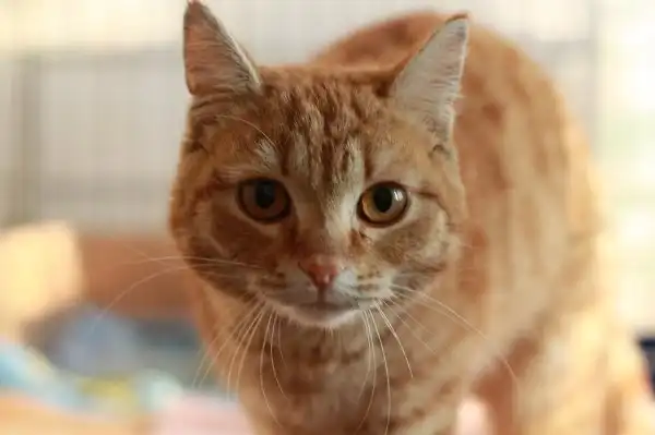 кот Ломик