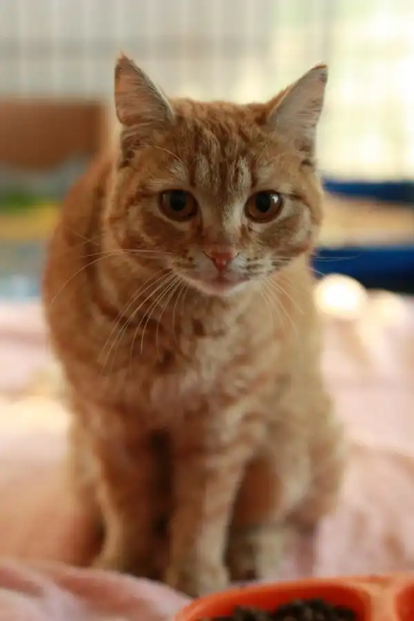 кот Ломик