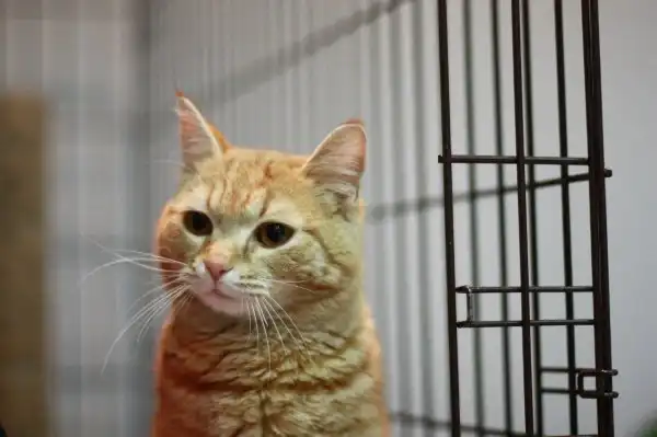 кот Ломик