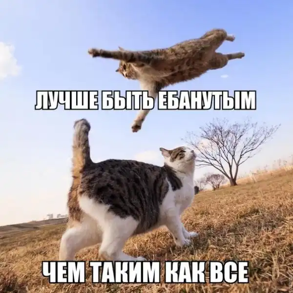 Разные весёлые картинки