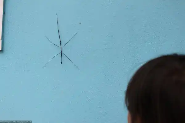 Самое длинное насекомое в мире