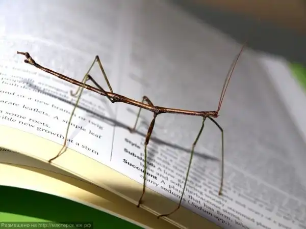 Самое длинное насекомое в мире