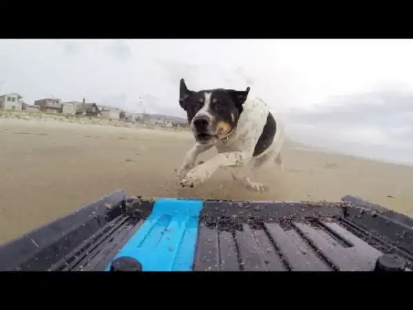 GoPro: Dog vs. Mini Truck