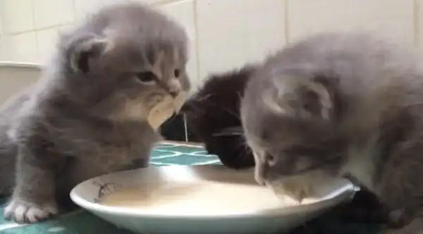 Котята впервые пробуют молоко
