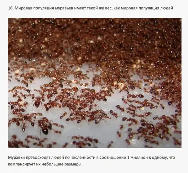 Интересные факты о разном