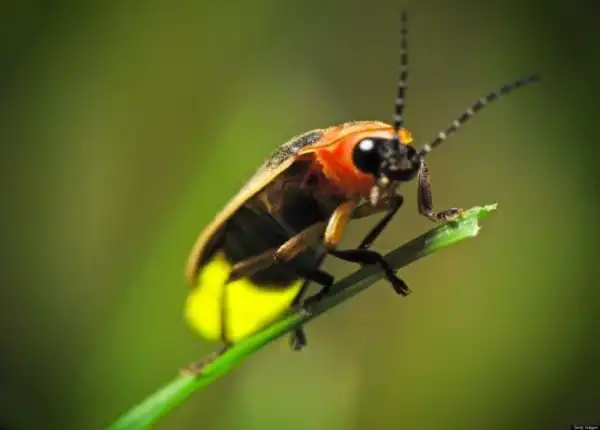 Необычные насекомые с удивительными способностями