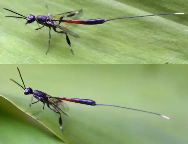 Необычные насекомые с удивительными способностями