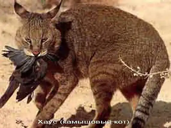 Дикие кошки: Камышовый кот (Felis chaus)