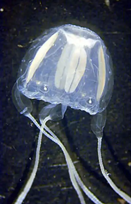 Ядовитые медузы Ируканджи