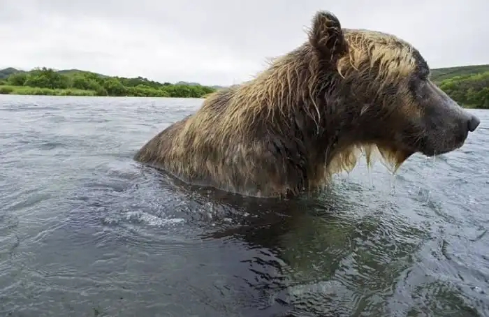 Медвежья рыбалка на Камчатке