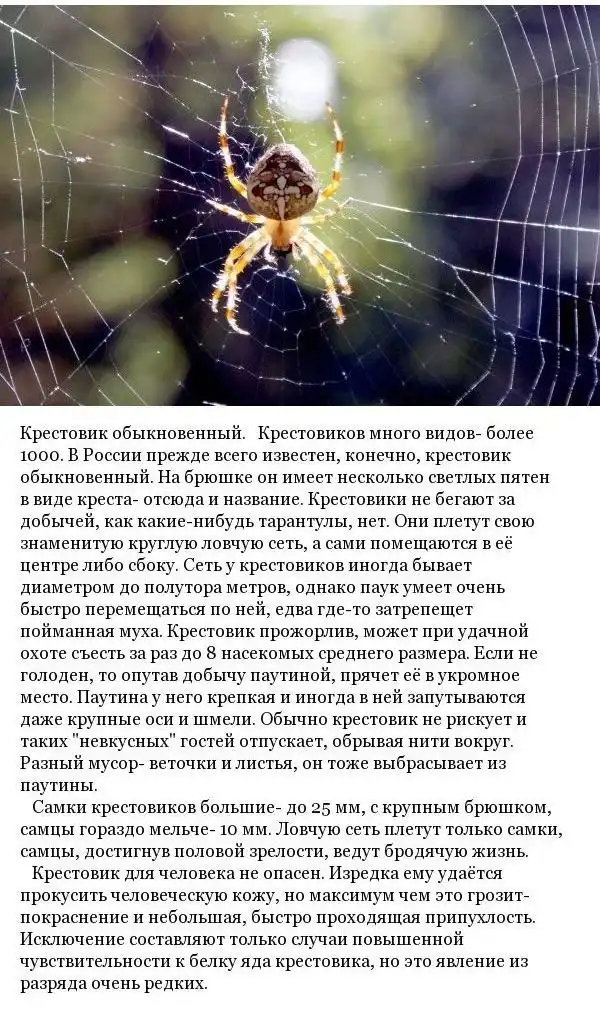 Какие пауки обитают на территории России