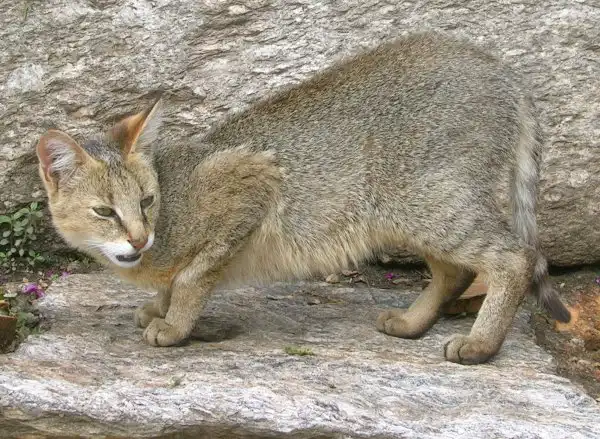 Дикие кошки: Камышовый кот (Felis chaus)