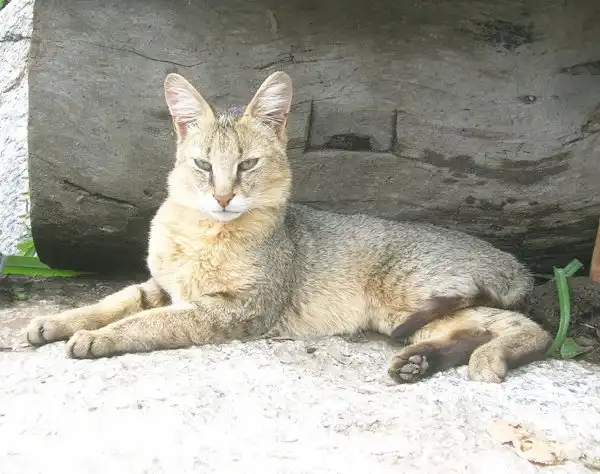 Дикие кошки: Камышовый кот (Felis chaus)