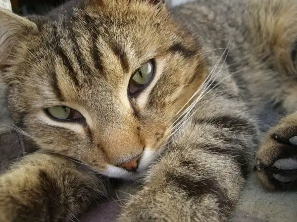 Дикие кошки: Камышовый кот (Felis chaus)