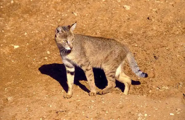 Дикие кошки: Камышовый кот (Felis chaus)