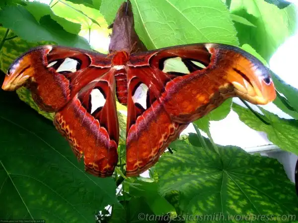 Самая крупная ночная бабочка в мире