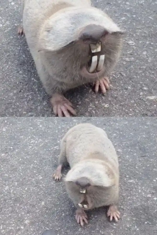 Знаете что это за ослепший зверек ?