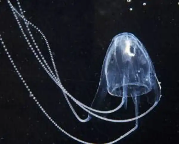 Ядовитые медузы Ируканджи