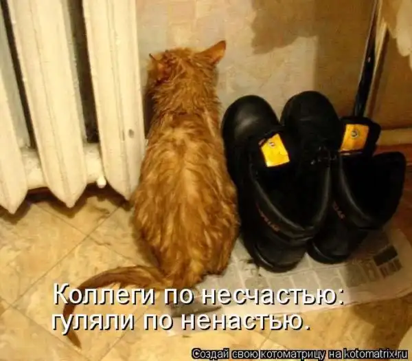 Лучшие котоматрицы недели
