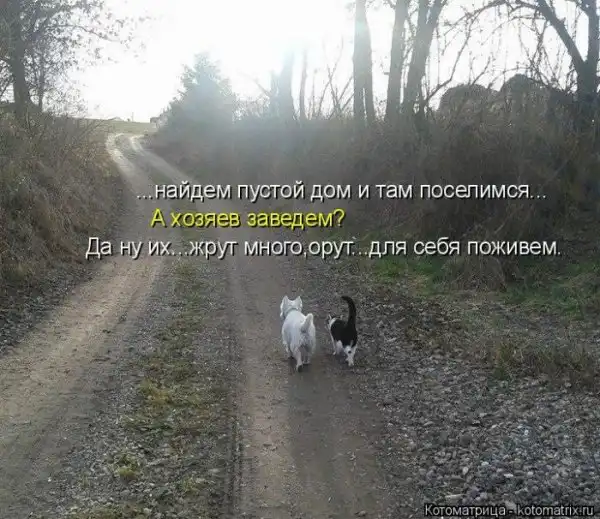 Лучшие котоматрицы недели