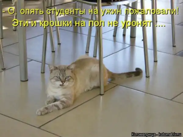 Лучшие котоматрицы недели
