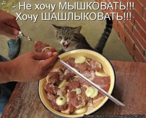 Лучшие котоматрицы недели