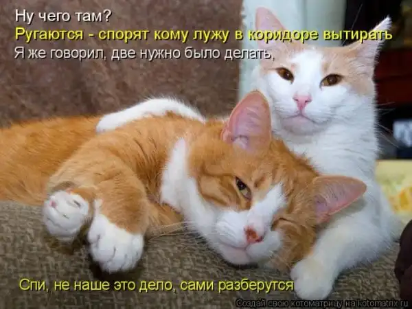 Лучшие котоматрицы недели