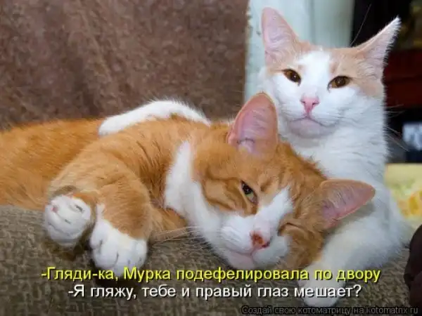 Лучшие котоматрицы недели