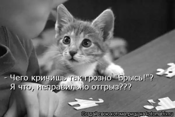 Лучшие котоматрицы недели