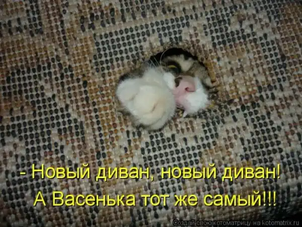 Лучшие котоматрицы недели